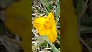 crocuses blooming in the garden 5 minutes in the garden ASMR nature gardenwalk [upl. by Maida]