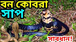 বন কোবরাNaja melanoleuca [upl. by Tera]