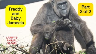 Baby Gorillas  Jameela and Kunda  Part 2 of 2 8 clevelandmetroparkszoo [upl. by Jacie]