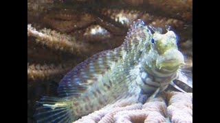 Blenny Lawnmower Salarias fasciatus  Aquário Marinho [upl. by Teplica]