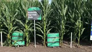 Stoller Corn at Precision Planting 2022 [upl. by Risay]