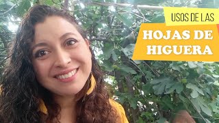 Hojas de Higuera beneficios y usos ¿Para qué sirve la hoja de higo y qué cura [upl. by Jahdai]