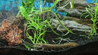 Grey Bichir feeding Please Subscribe 🙏 [upl. by Anyek]