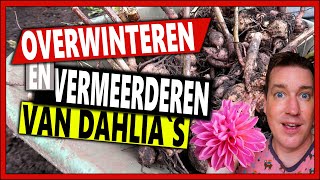 HET OVERWINTEREN EN VERMEERDEREN VAN DAHLIAS  Week 48  Vlog 112  Dahlia rooien en dahlia stekken [upl. by Orsa895]