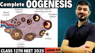 Oogenesis  Gametogenesis  Human Reproduction class 12  Part6  by Vivek Sir [upl. by Aneeled]