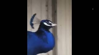 peacock are you a cowboy Meme [upl. by Initsed]