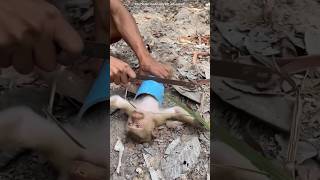 How This man save the monkey life shortvideo [upl. by Aldora]