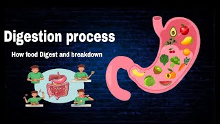 Digestion process How food Digest  By AbuBakar Med Plus [upl. by Buerger475]