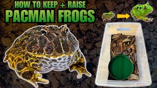 PACMAN FROGS HOW TO KEEP AND RAISE PACMAN FROGLETS [upl. by Allerus]