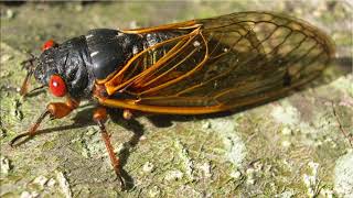 Two Cicada Broods Emerge Together For First Time in 221 Years [upl. by Sass213]