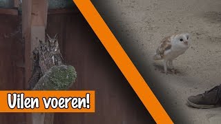 Uilen voeren  DierenpraatTV [upl. by Aymer248]