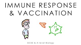 Viruses Immune System amp Vaccines  Biology GCSE amp Alevel [upl. by Haskins]