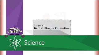 Stages of Dental Plaque Formation [upl. by Otho]