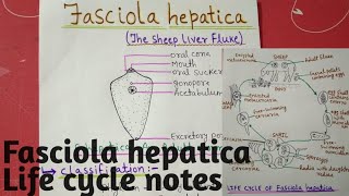 Fasciola hepatica  Life cycle full notes explain in hindi [upl. by Azal65]