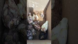 குட்டி புறா pigeon chick birds pigeon pigeonpigeon pets youtubeshorts pura புறா reels pet [upl. by Aerua]