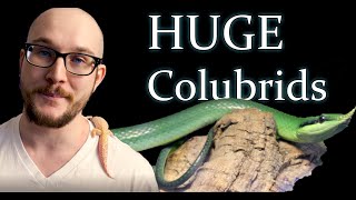 Top 5 HUGE Colubrid Snakes [upl. by Atima]