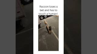 Strange racoon touches human animals facts fyp racoons [upl. by Oidgime]