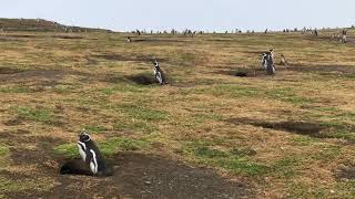 Magdalena Island Magellanic Penguins Braying [upl. by Akemehs375]