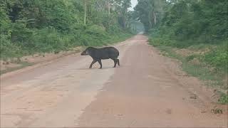 O MAIOR ANIMAL DAS FLORESTAS BRASILEIRAS [upl. by Intruok]