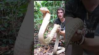 Worlds biggest KING COBRA ⁉️ kingcobra shorts snake Borneo [upl. by Danette360]