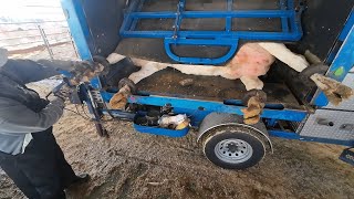 Hoof Trimming amp Filling Hay Box [upl. by Emeric757]