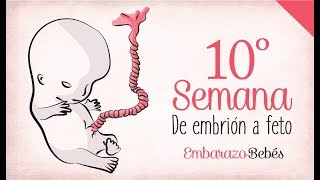 🤷🏽‍♀️Amenaza de aborto sangrado y síntomas del primer trimestre 😮 [upl. by Margery]