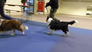 VDH Shelties vom Ponyhügel Baloo beim Ringtraining NRA Kassel 81218 [upl. by Kataway849]