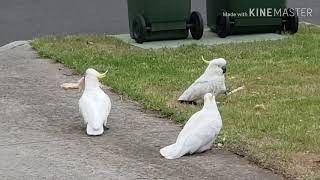 Australian wildlife Cockatoos [upl. by Jeggar]