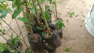 Agarwood plants  packing for West Bengal agarwood agarwoodfarming farming [upl. by Gide]