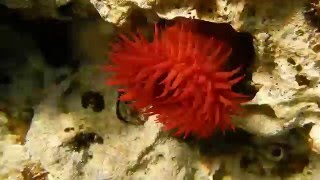 Pferdeaktinie Actinia equina  Beadlet anemone Actinia equina [upl. by Fasano111]