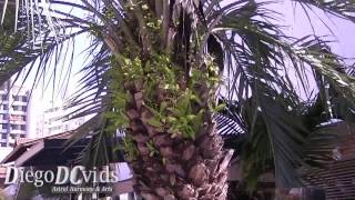 Butia capitata  Jelly Palm  Palm tree species Arecaceae [upl. by Adnicaj]