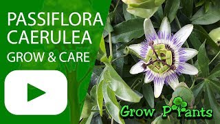 Passiflora caerulea  grow amp care Bluecrown Passionflower [upl. by Laughton]