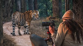 Insane India Tiger Safari in Kanha You Wont Believe What We Saw [upl. by Marietta]