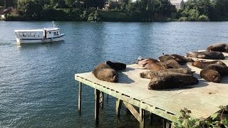 South American Sea Lion Spotting in the City of Valdivia Chile [upl. by Sinnaoi380]