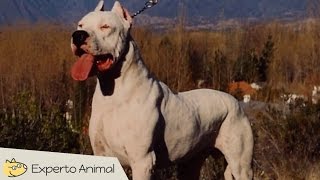 El perro Dogo Argentino [upl. by Llet]