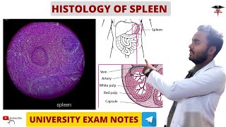 Histology Of Spleen  Histology  Chill Medicos [upl. by Favianus128]