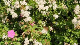 Fragrant Mistflower Attacked by Butterflies [upl. by Nollat]