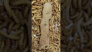 10000 Mealworms VS Potato peel Timelapse II Mealworms eating Potato peel shortsvideo shorts [upl. by Padraig51]