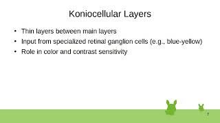 3 Lateral Geniculate Nucleus [upl. by Hilton]