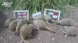 Mystic Meerkats England Vs Panama  FIFA World Cup 2018  Drayton Manor Park [upl. by Scuram]