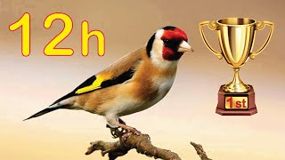 Goldfinch 12h The BEST Song [upl. by Allana]