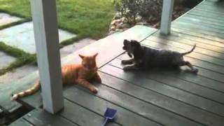 BLUE TICK PUP quotHOUNDSquot CAT FUNNY TRY NOT TO LAUGH [upl. by Reich377]