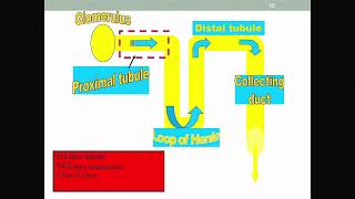 Cystinosis The Early Years Fanconi Syndrome and More [upl. by Anrat]