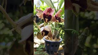 Catasetum Broga Black Leopard flowers orchid [upl. by Tteragram437]