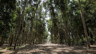 Conoce el “Bosque del sur” en nuestra primera edición de Lima Ecológica [upl. by Bernelle858]