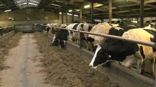 Dairy cow welfare documentary [upl. by Saenihp]