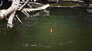 Michigan Salmon BOBBER DOWNS  How I Cure and Fish Skein [upl. by Adivad568]