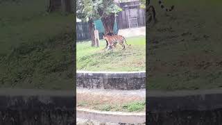 Tiger roar🐯👀 National Zoological park Delhi🐒🦊🐯🪿🦆🐗 ringtones [upl. by Marcos153]