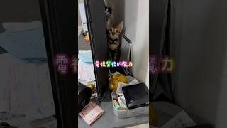 貓咪的VIP室｜電視後面的魔力 三隻小貓 球球 弟弟 cat cute [upl. by Hartzell]