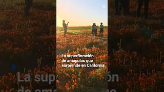 🧡 La superfloración de amapolas que sorprende en California [upl. by Ailaham]